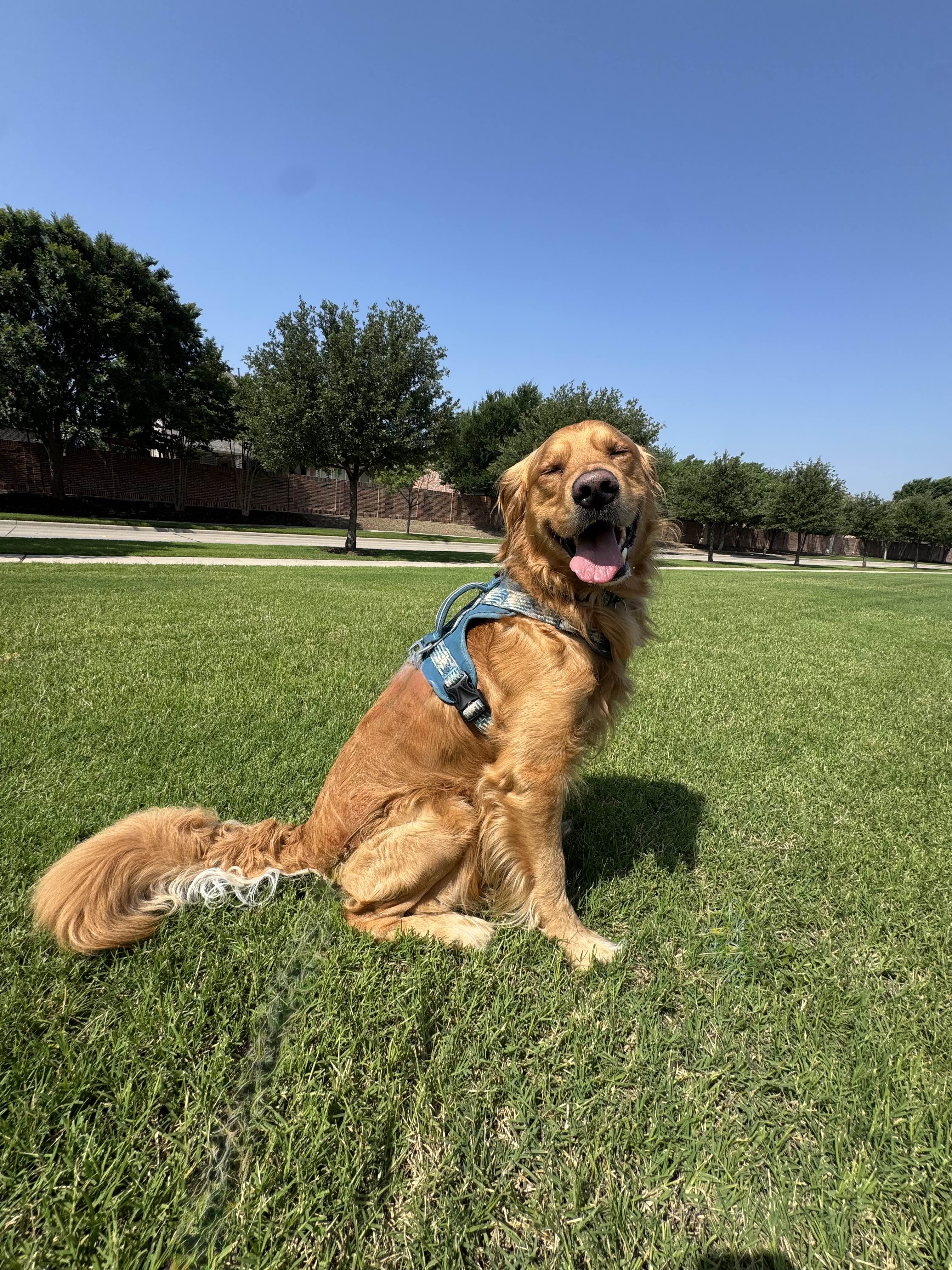 Dog walking in Frisco Texas