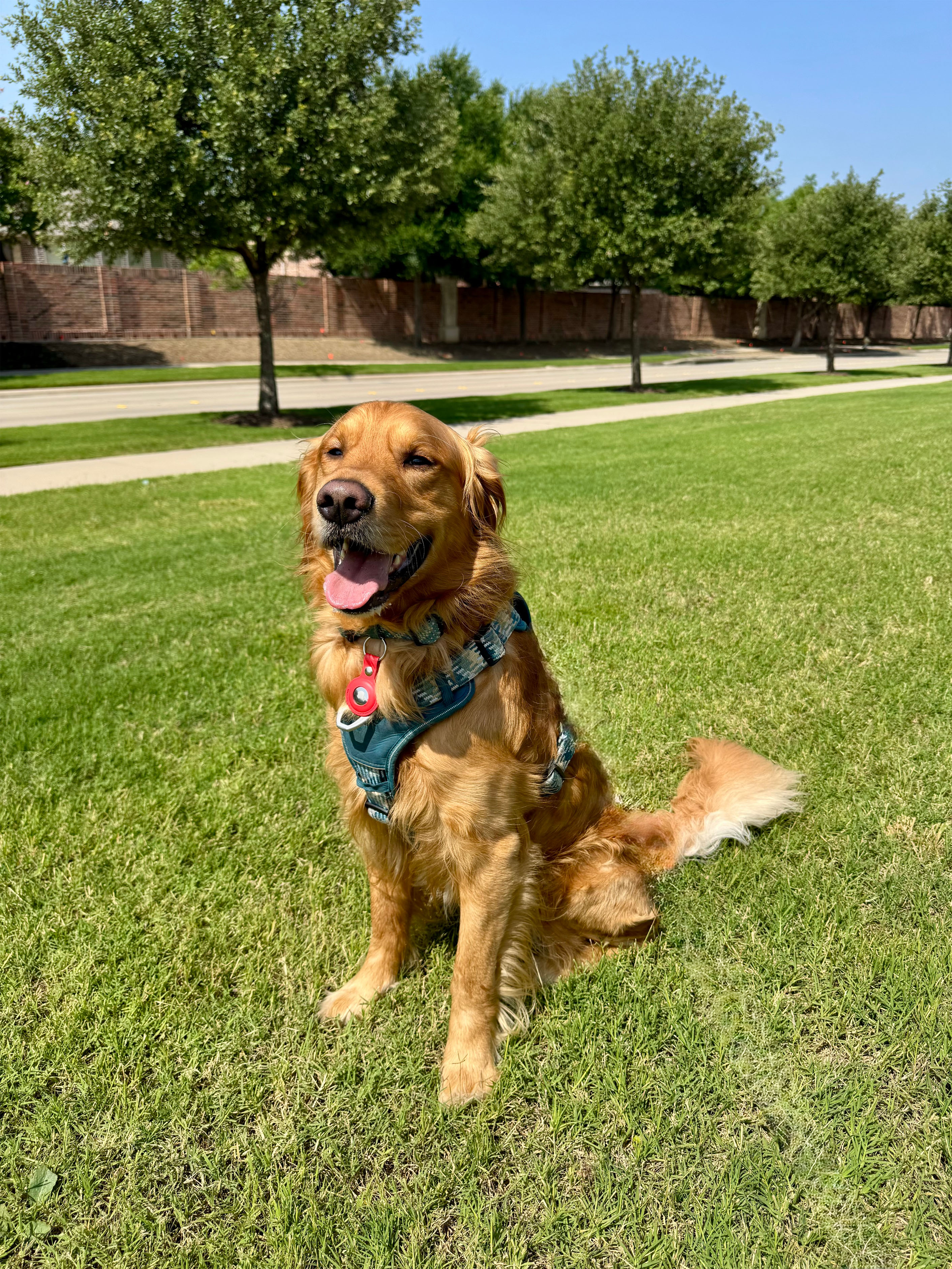 Frisco dog walker with happy dog outdoors