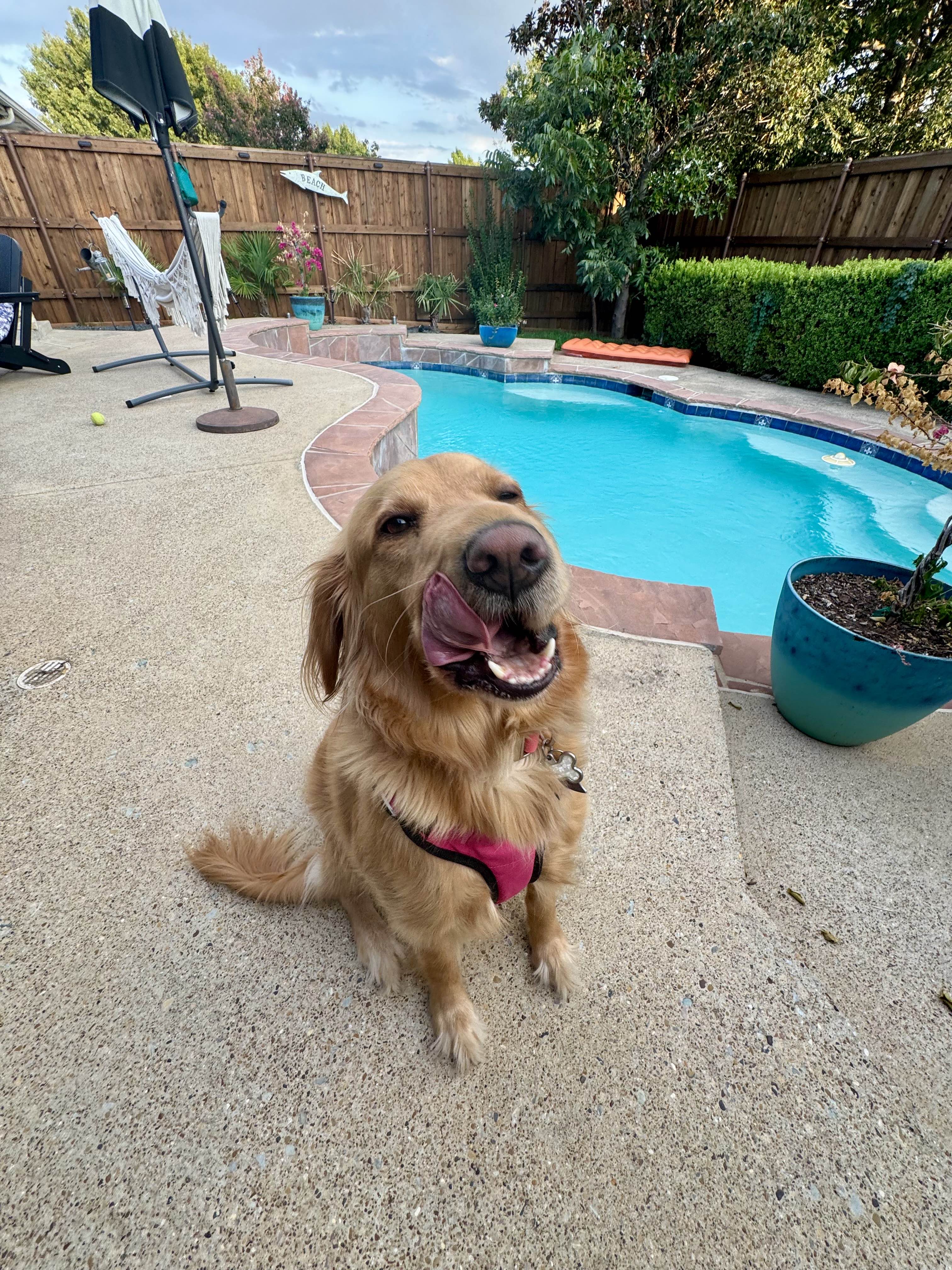 Dog receiving care in Frisco Texas