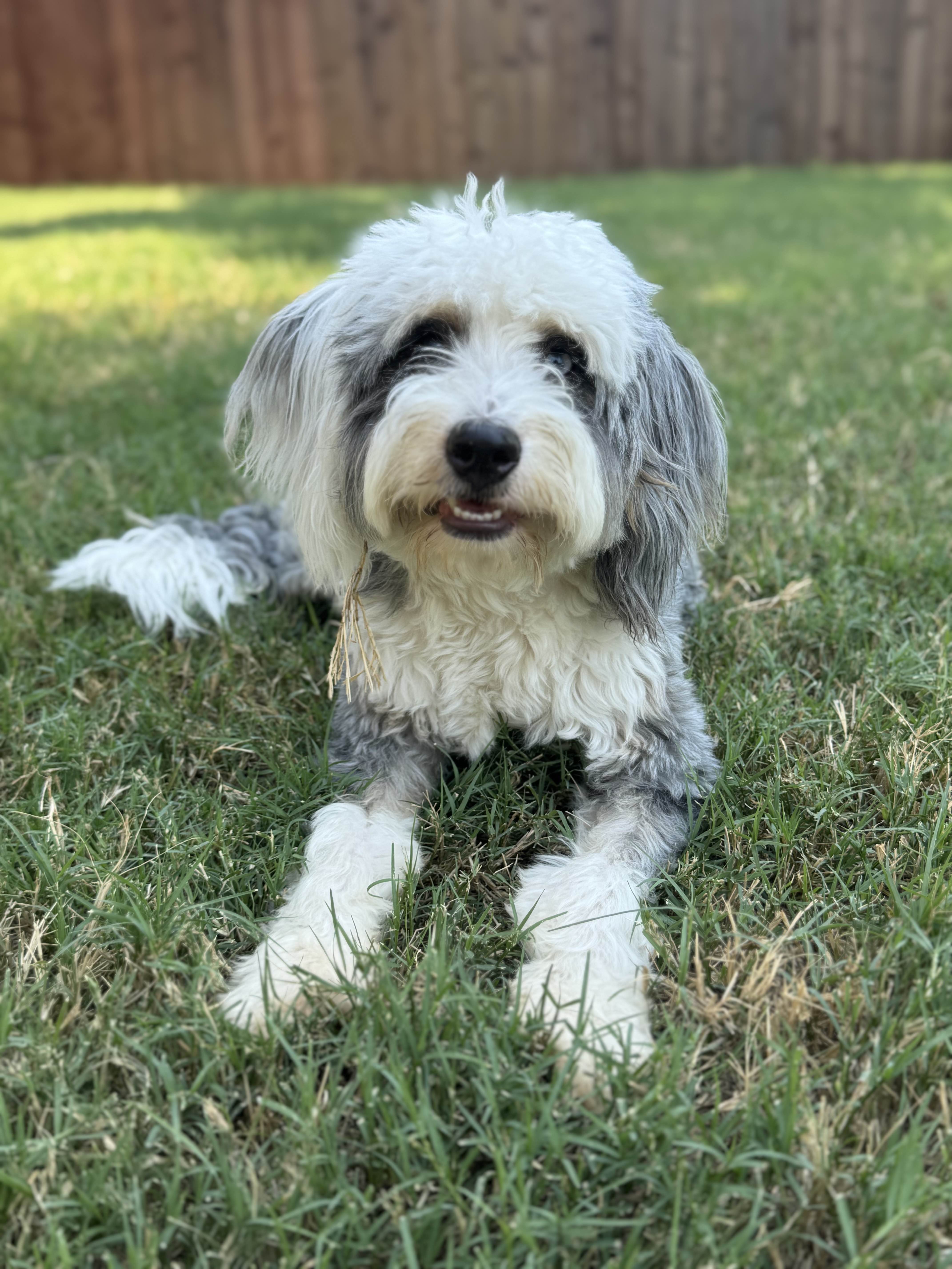 Trusted pet care in Frisco Texas