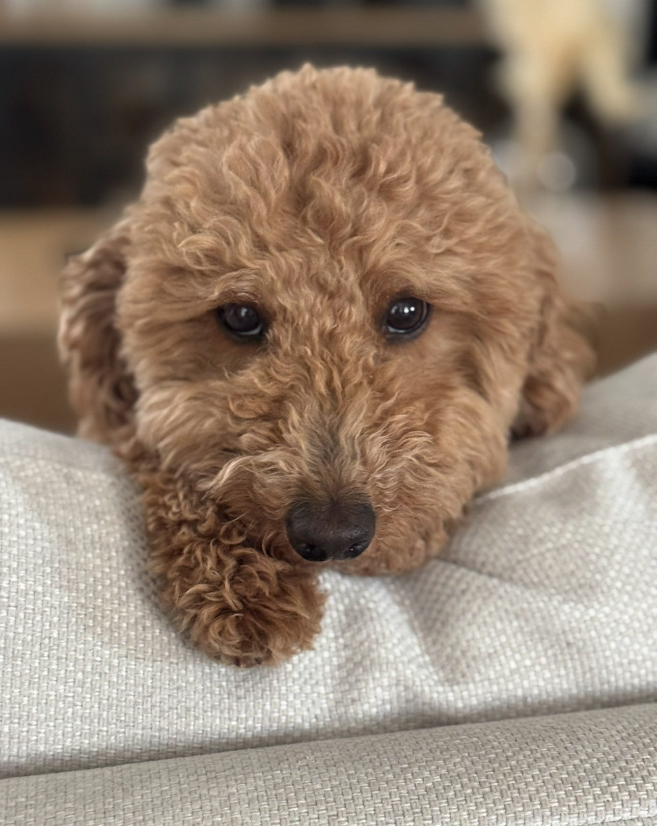 Pet sitting in Frisco Texas
